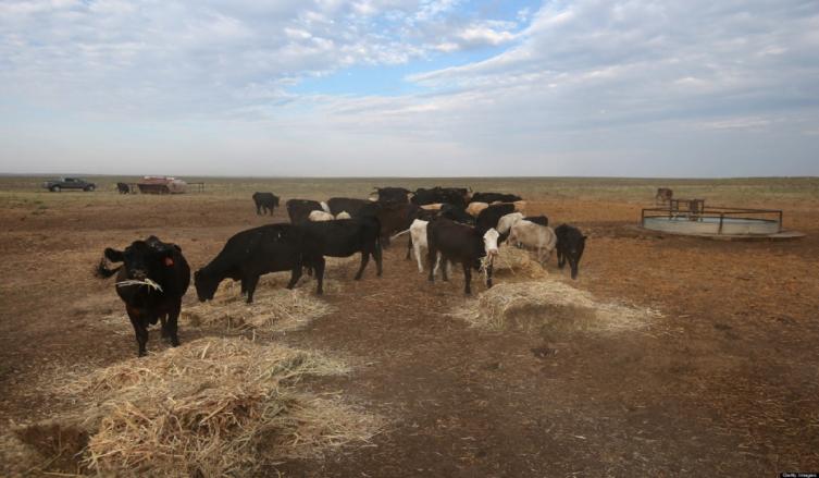 Los productores en emergencia agropecuaria ya pueden tramitar su certificado