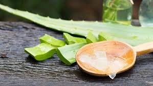 Siete beneficios del aloe vera para la salud