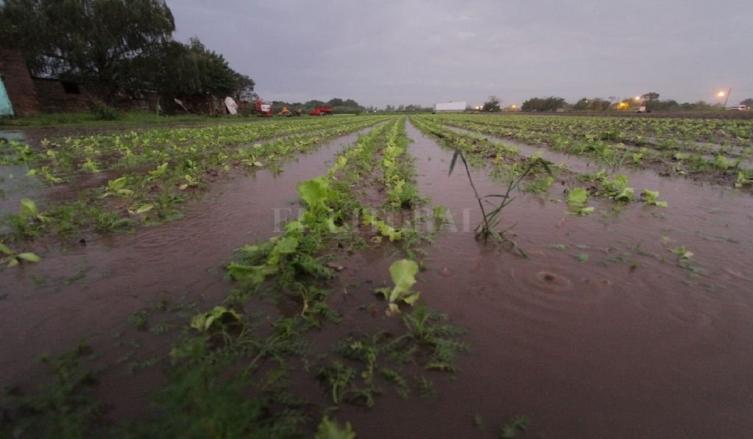 Quedó mucho daño en la zona de quintas 