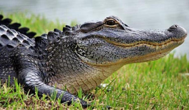 300 especialistas en cocodrilos de todo el mundo 