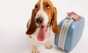 Crece el turismo pet friendly alrededor del mundo