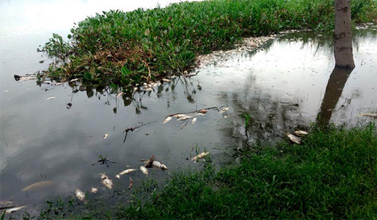 Posible mortandad de peces en los ríos 