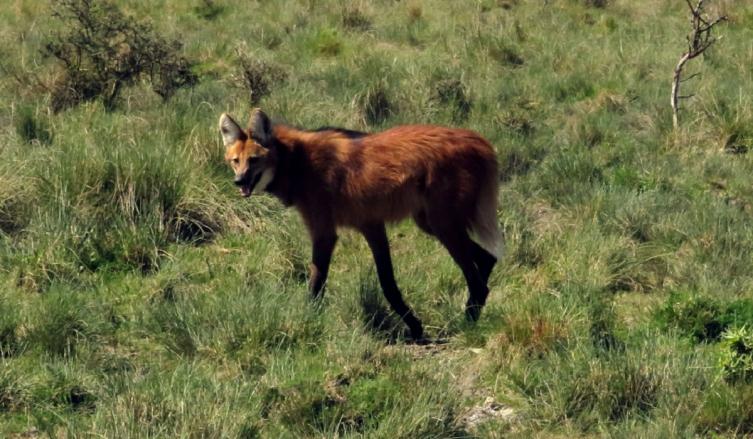La provincia liberó a un ejemplar de Aguará Guazú  