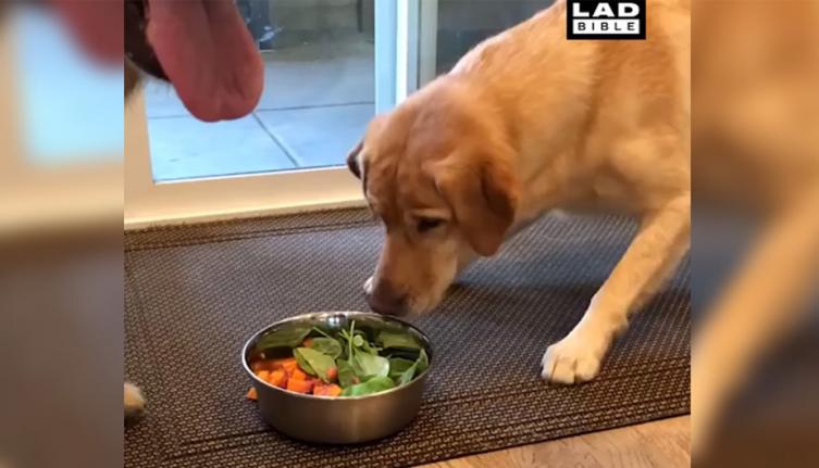 La curiosa reacción de un perro cuando le sirvieron ensalada para comer