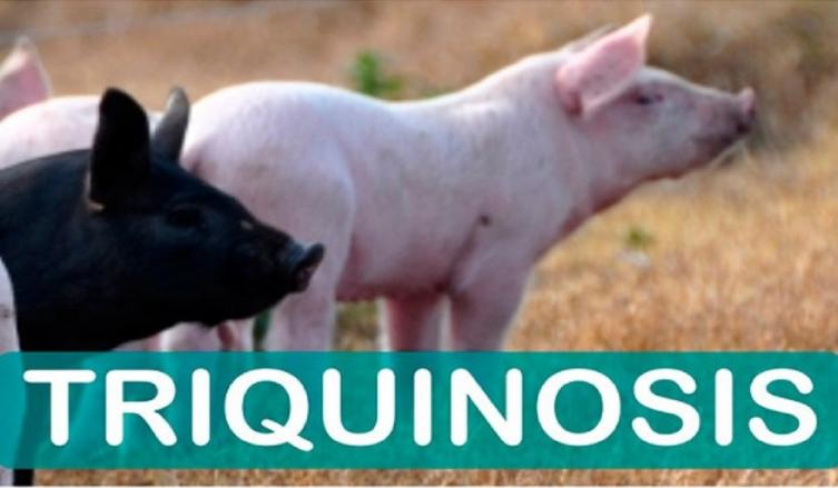La provincia llamó a intensificar la vigilancia de triquinosis 