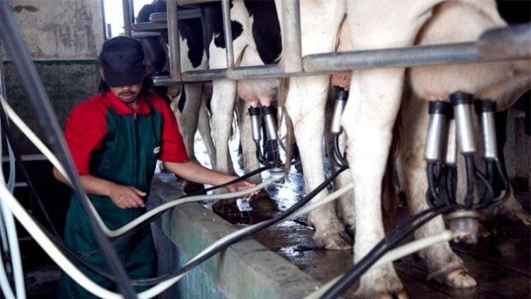 La situación de los tambos 