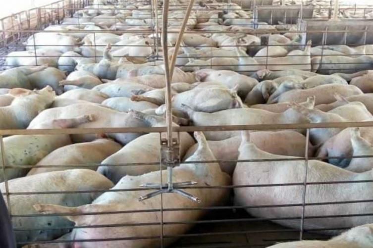 Mueren 400 cerdos asfixiados en un criadero 