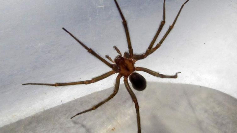 Misiones: Murió un chico de 15 años por la picadura de la araña 