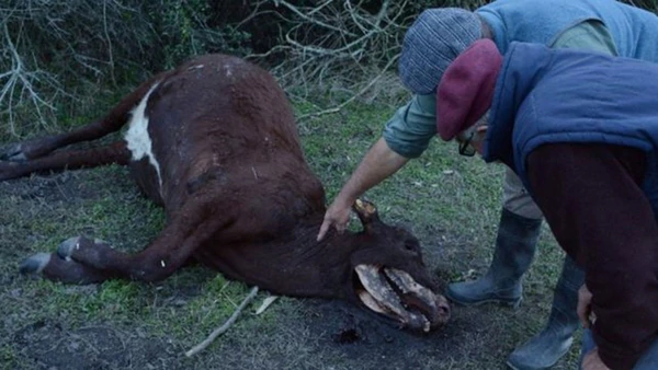 Volvieron a aparecer vacas mutiladas en Santa Fe