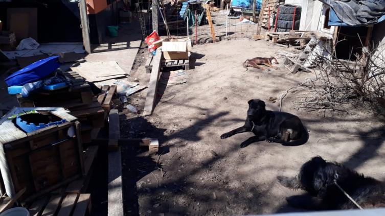 La desalojaron y sus 100 perros quedaron en la calle