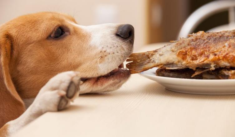 Los ocho alimentos que jamás debería comer tu perro y algunos permitidos