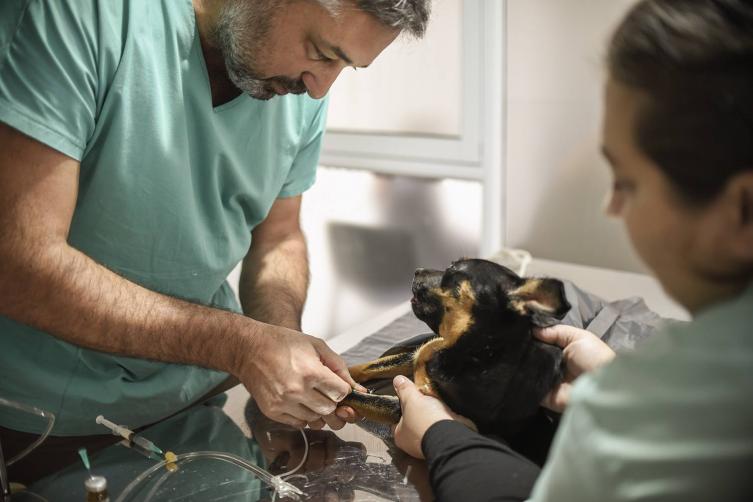 Operativo del Municipio para resguardar a 70 mascotas 