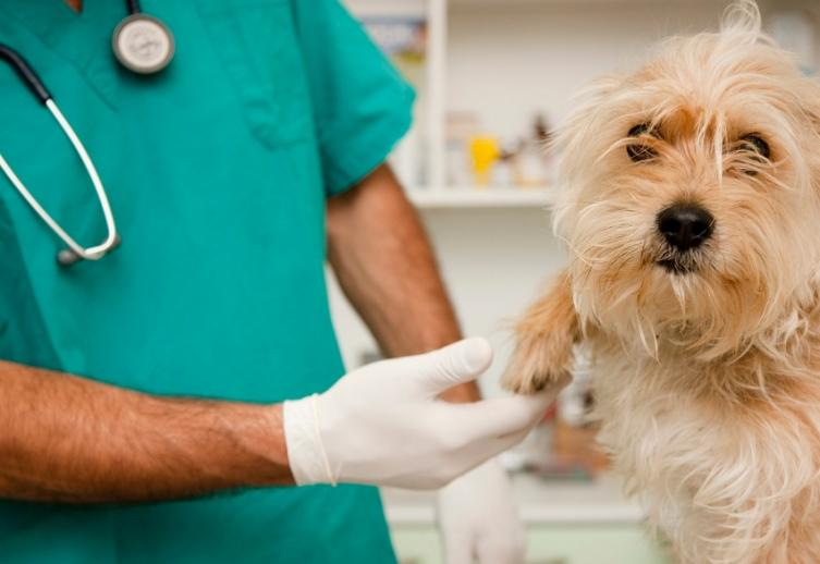 Falso veterinario deberá reparar a sus víctimas