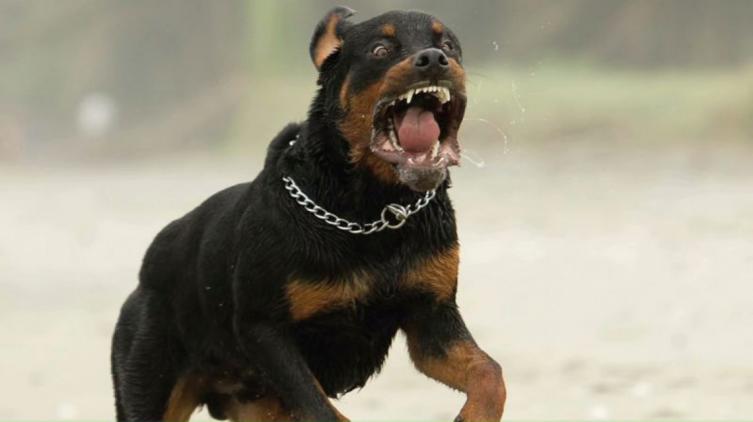 Córdoba: Un bebé murió por el feroz ataque de dos perros que eran de su abuelo