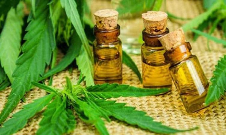 Avaló el autocultivo de cannabis  