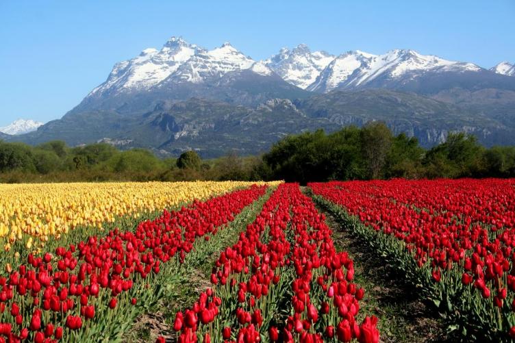 Los espectaculares campos de tulipanes de la Patagonia