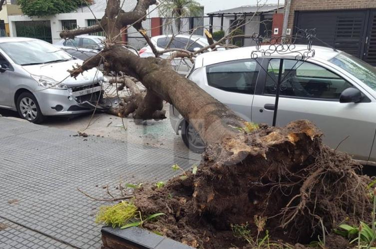 Un árbol cayó sobre dos autos