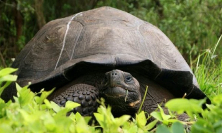 Denuncian robo de 123 tortugas bebés de centro de crianza en Galápagos