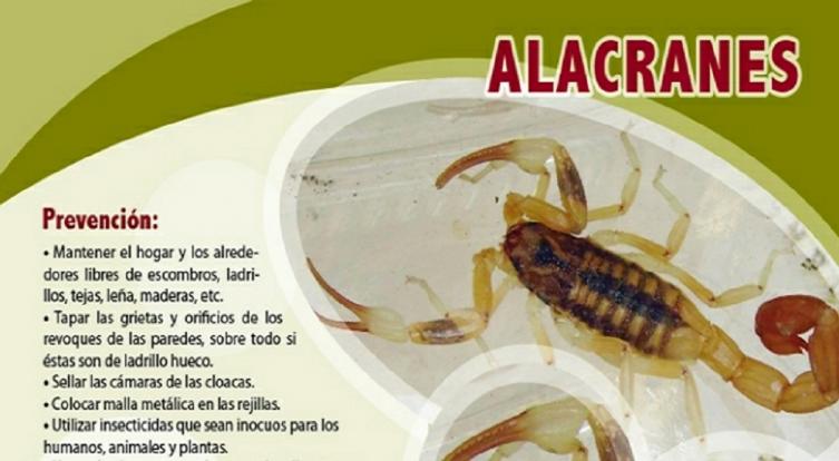 Recomendaciones frente a la presencia de alacranes 