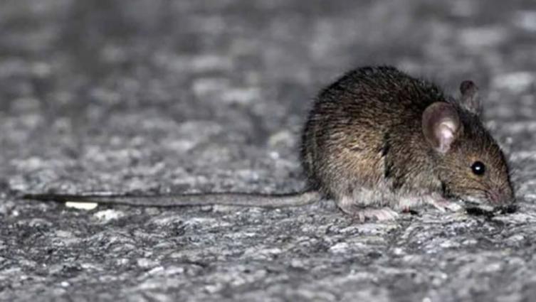 Murieron tres personas por hantavirus en Chubut