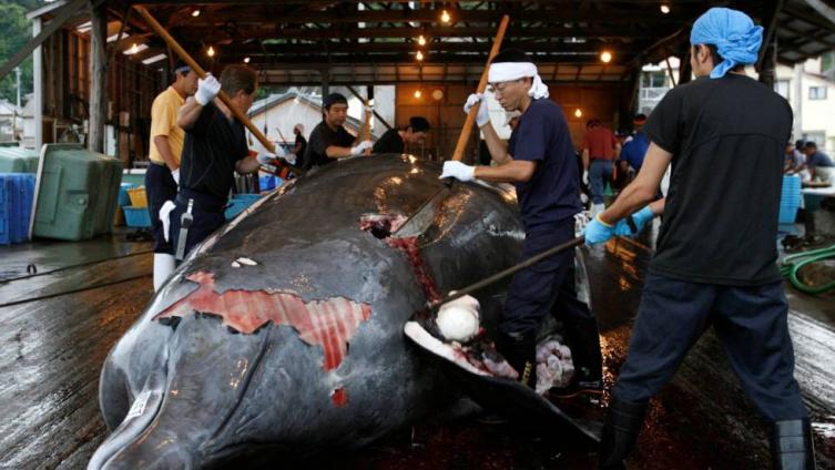 Japón volverá a la caza comercial de ballenas