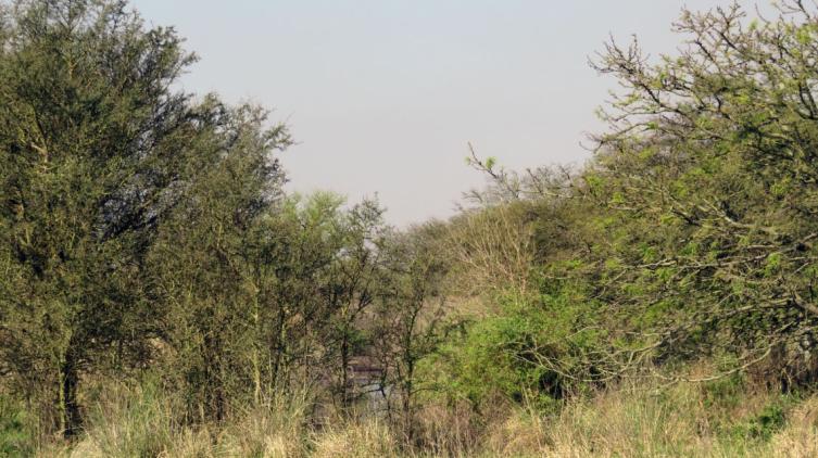 En 2018, la provincia invirtió más de 9 millones en forestación  