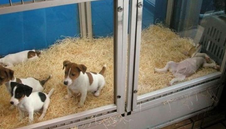 Inglaterra prohíbe la venta de cachorros en negocios