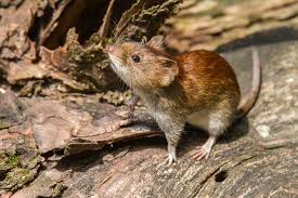 Alerta en Chubut: confirmaron otro caso de hantavirus y ya hay 5 muertos
