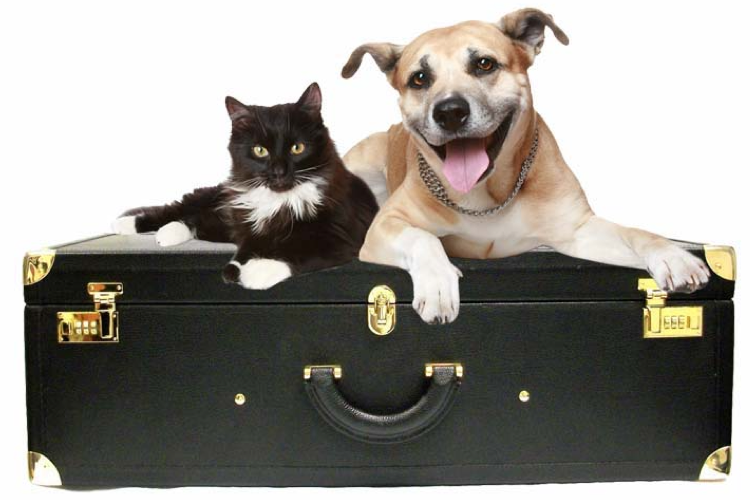 “Para el gato un nuevo ambiente es un problema, para el perro no