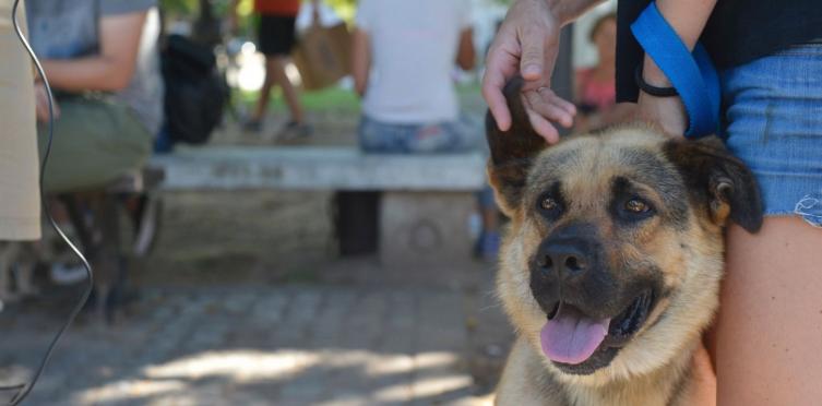 Organizan  un reencuentro de mascotas perdidas con sus posibles dueños