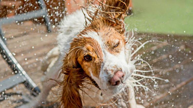 ¿Cómo cuidar a tu mascota de un golpe de calor? 