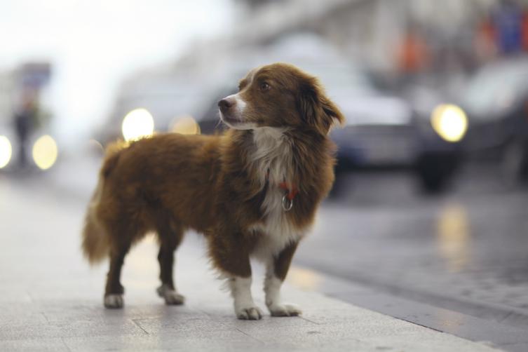 Quienes den tránsito a perros callejeros no pagarán la TGI