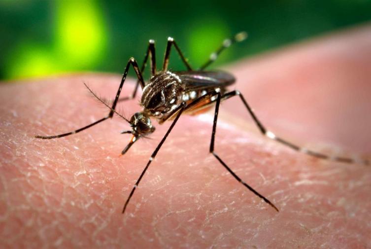 Dispositivo de bloqueo ante un caso positivo de dengue