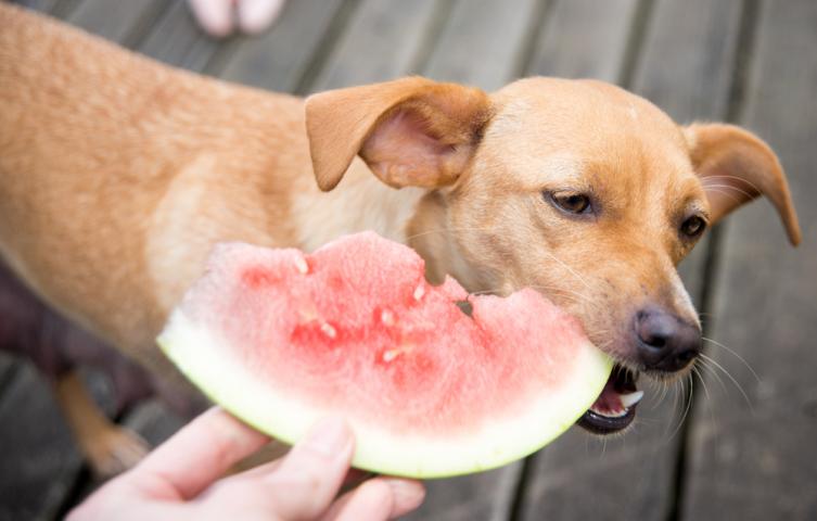 ¿Las frutas heladas son buenas para nuestras mascotas?