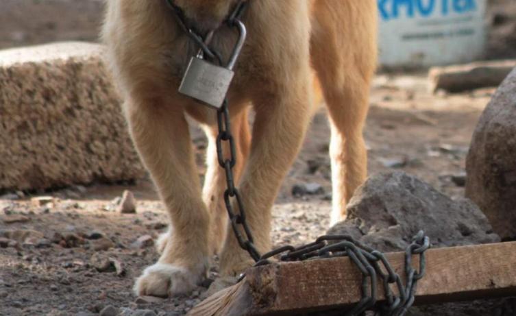 Un hombre fue condenado por maltrato animal en el norte de la ciudad