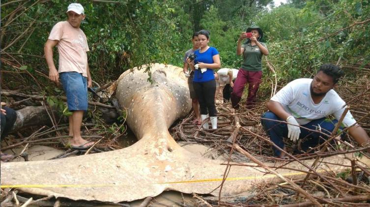 Encontraron una ballena muerta en el Amazonas