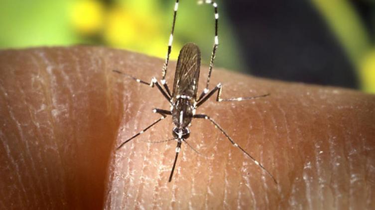 Hay 95 casos de dengue en la provincia
