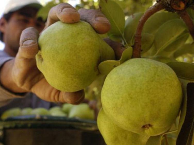 Brasil reabrió su mercado a las peras y manzanas argentinas