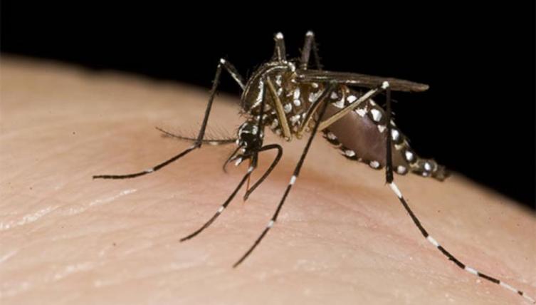 Son 88 los casos de dengue en la ciudad