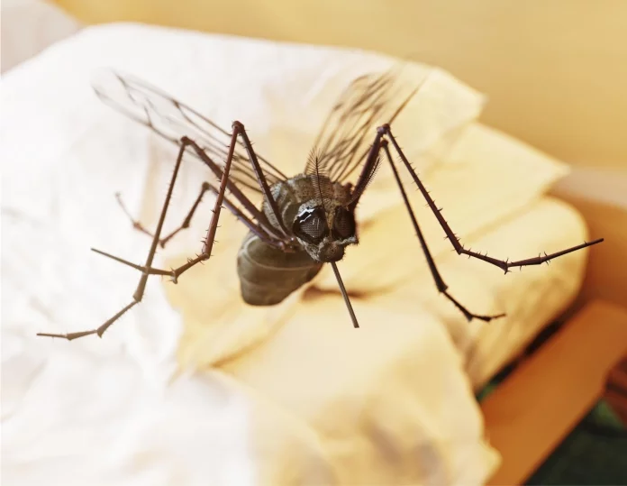 ¿Cómo hacernos indetectables para los mosquitos? Estos biólogos lo han descubierto