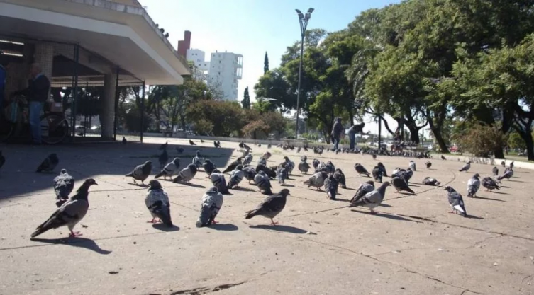 Le proporcionan anticonceptivos a las palomas del Palomar 