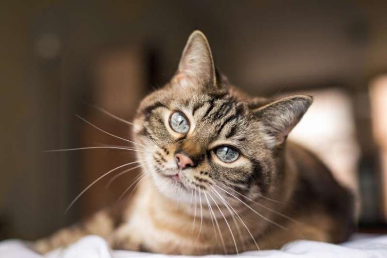 Conocé los beneficios de tener un gato