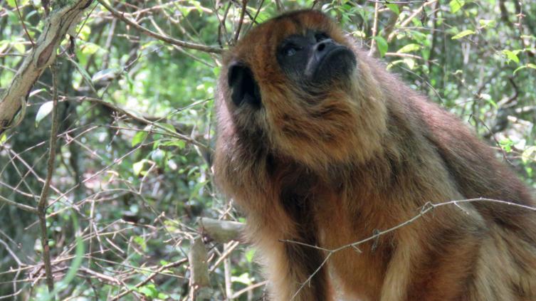 Liberan cinco monos carayá en un área natural protegida
