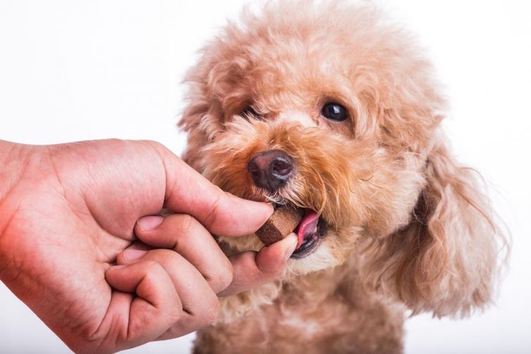 5 medicamentos que no debes darle a tu mascota