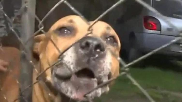 Ladrón atacado por dos pitbulls: imputan a la dueña de los perros