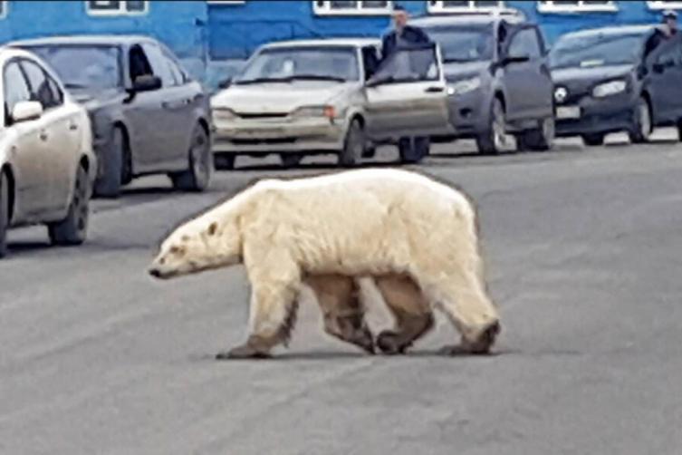 Calentamiento global: apareció un oso polar hambriento en una ciudad rusa