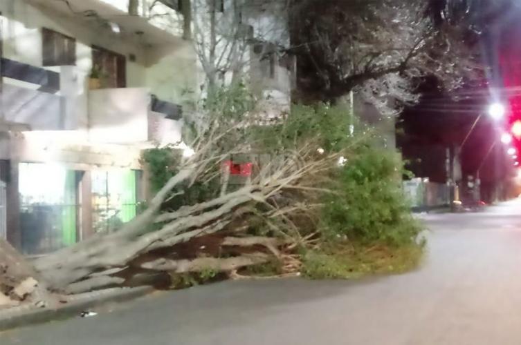 Árboles, cables y carterlería caídos por los fuertes vientos