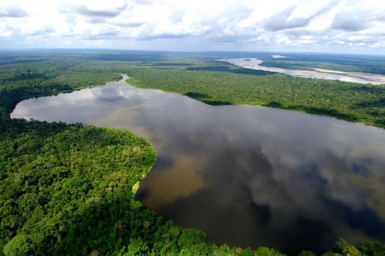 Descubren al menos 36 nuevas especies de flora y fauna en el Amazonas