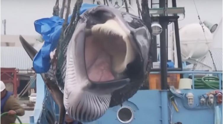 Japón vuelve a autorizar la caza de ballenas luego de 31 años