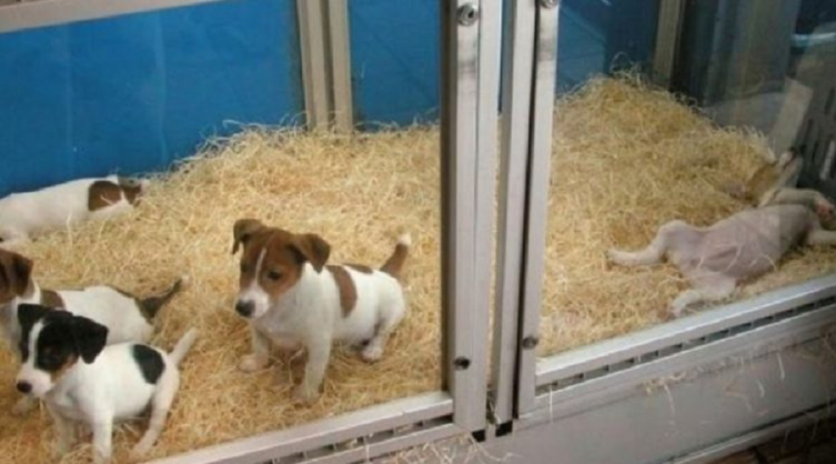Nueva ley prohibiría la exhibición de mascotas. Qué considerar al comprar o adoptar un perro o gato